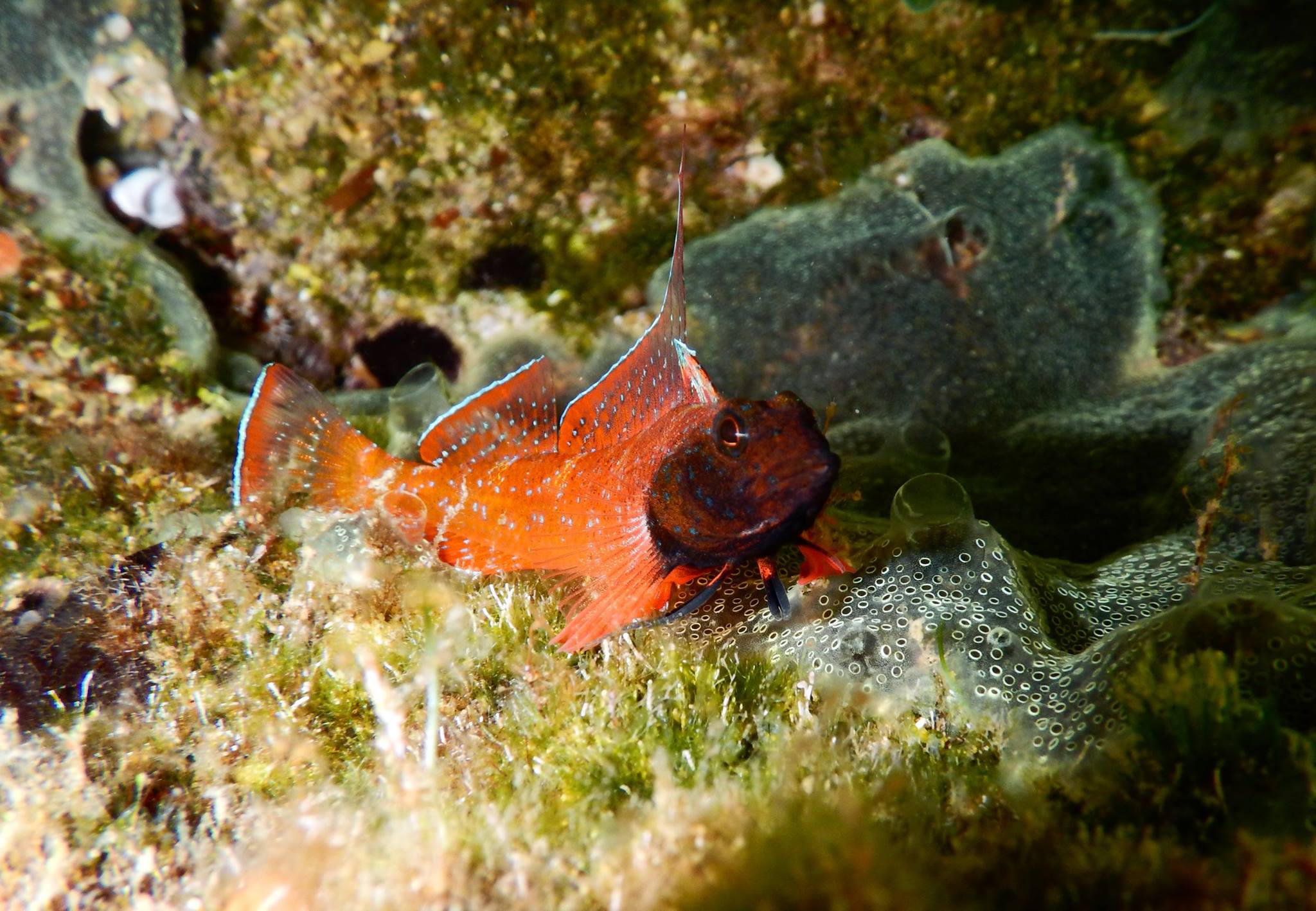 Blackfaced Blenny captured by Stay Wet diving center.