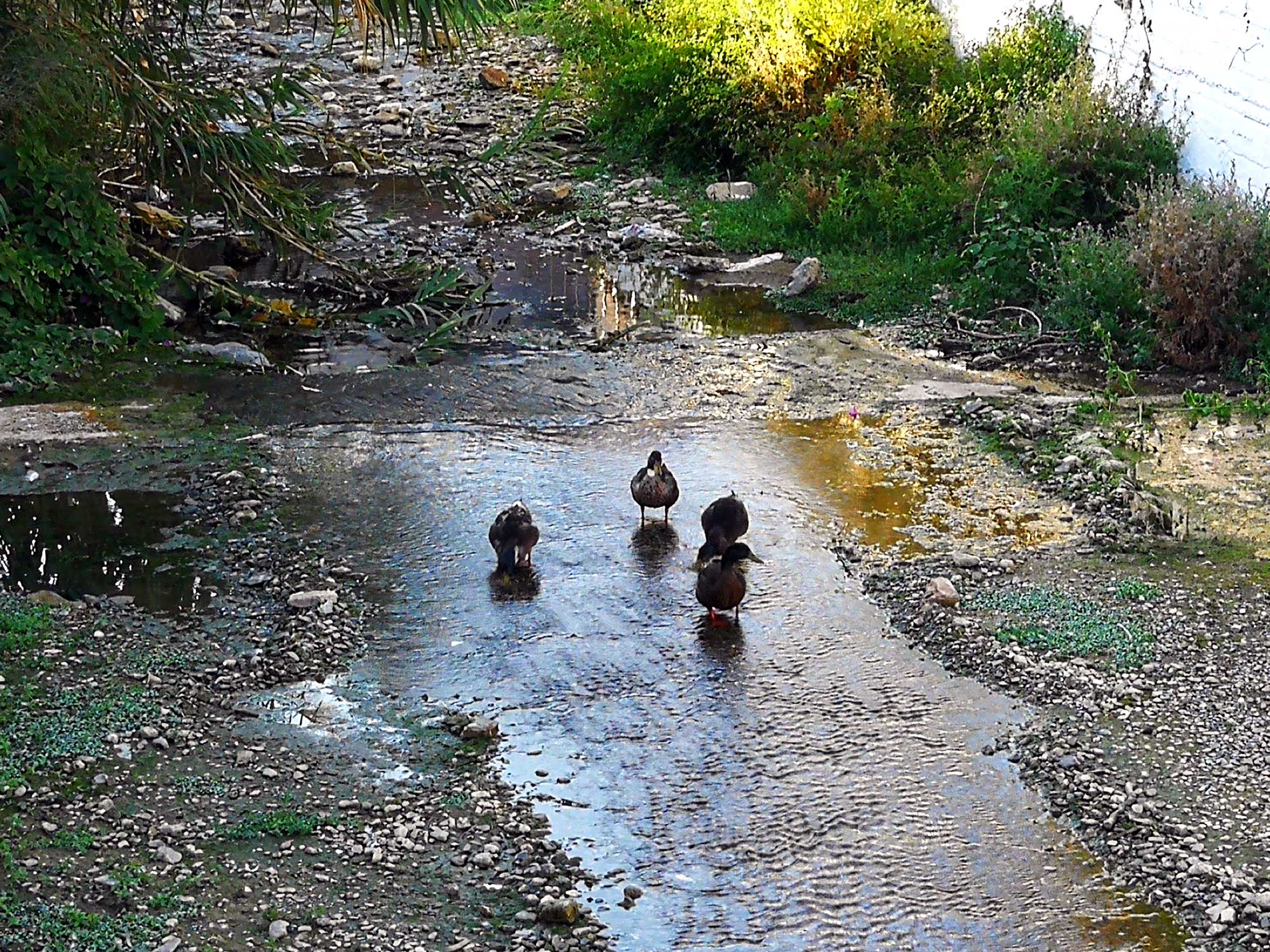  Pantomantris River